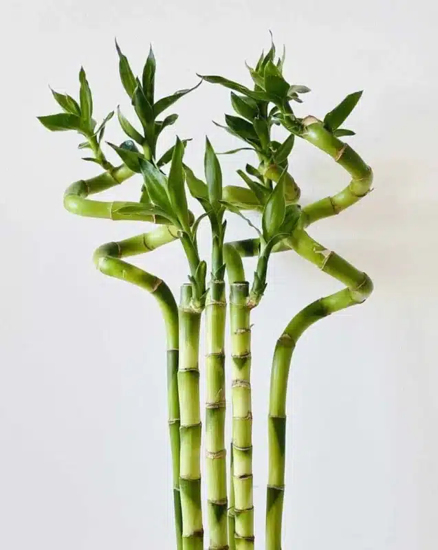 Japanese Bamboo Plant Believing in getting luck in Your life Greenkosh