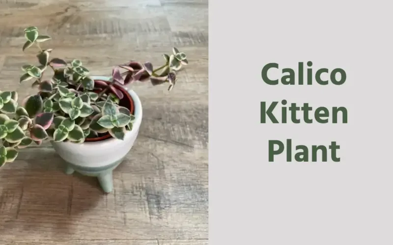 The Exquisite Calico Kitten Plant: Care, Propagation, Uses and Cat Safety