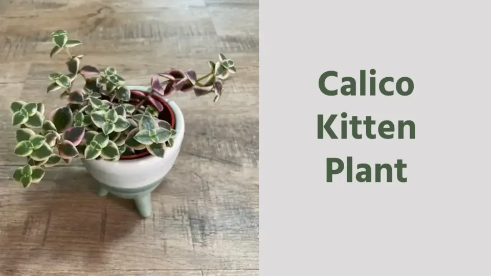 Calico Kitten Plant