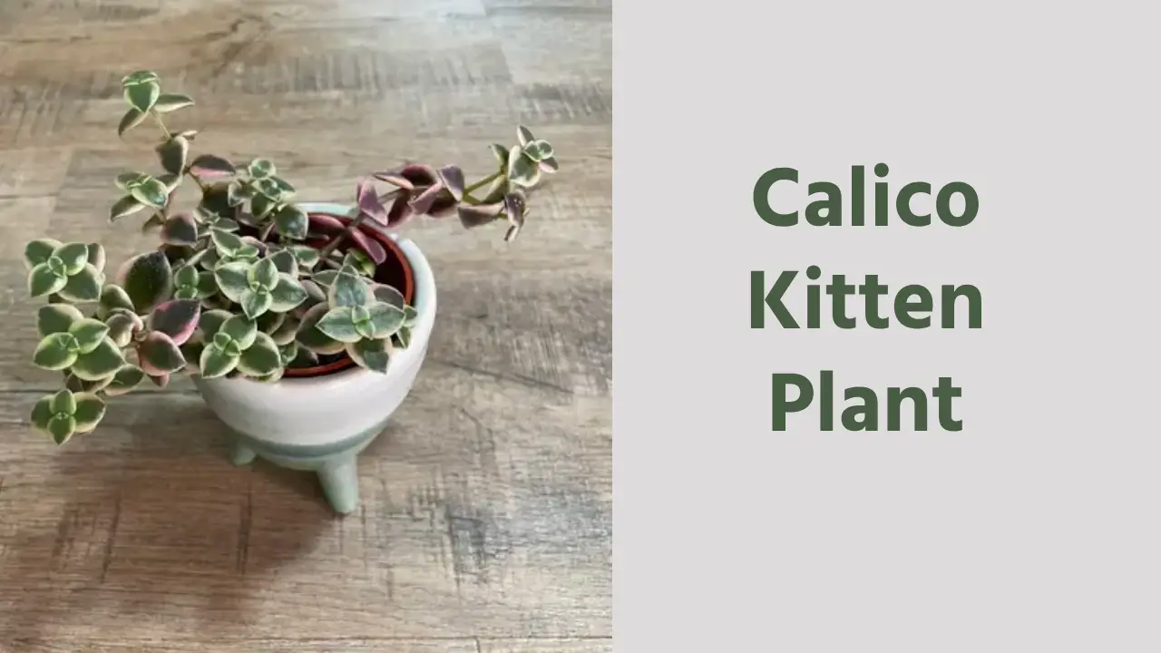 The Exquisite Calico Kitten Plant: Care, Propagation, Uses and Cat