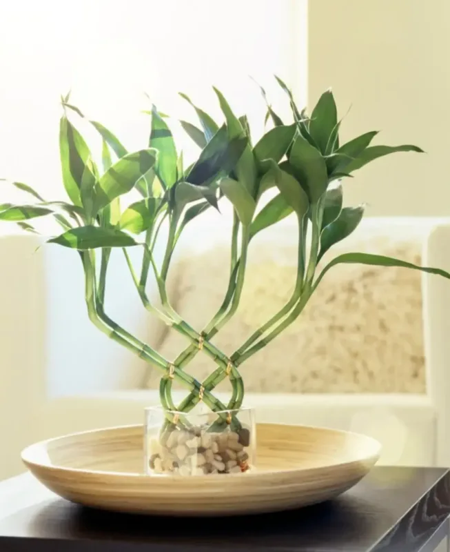Lucky Bamboo in Water