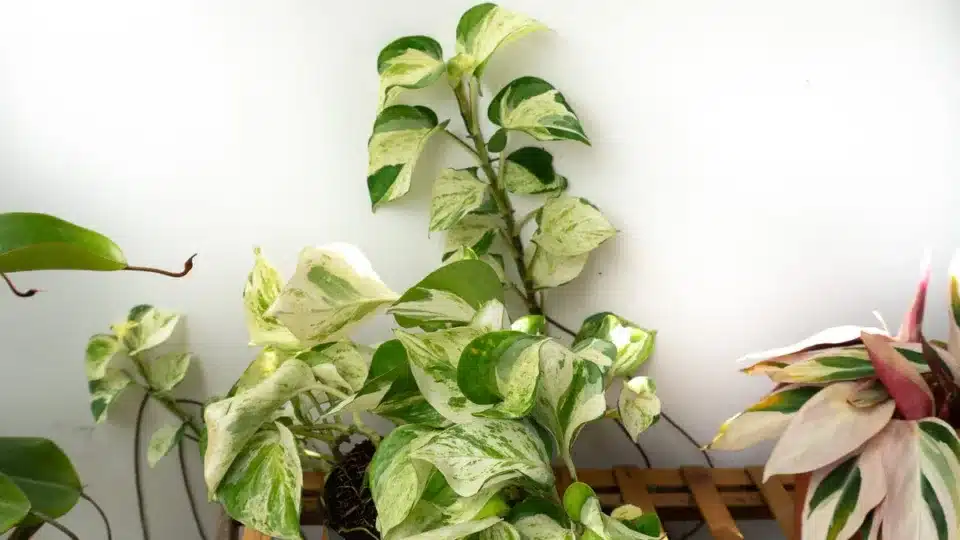 Manjula Pothos