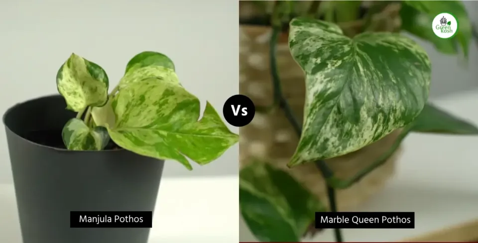 Manjula Pothos vs. Marble Queen