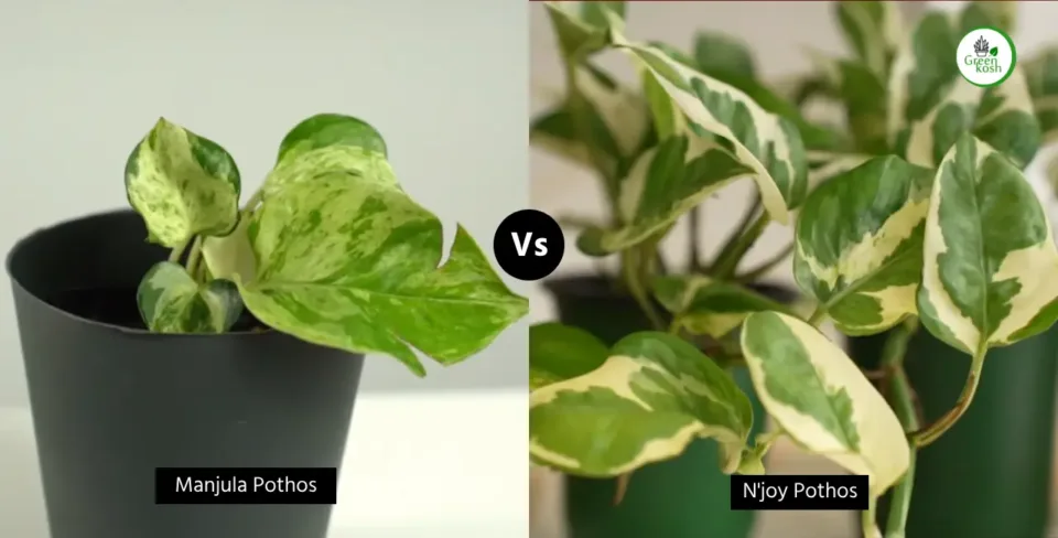 Manjula Pothos vs. N'Joy