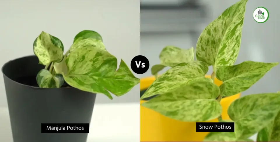 Manjula vs snow pothos