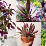 Plants with Purple Leaves