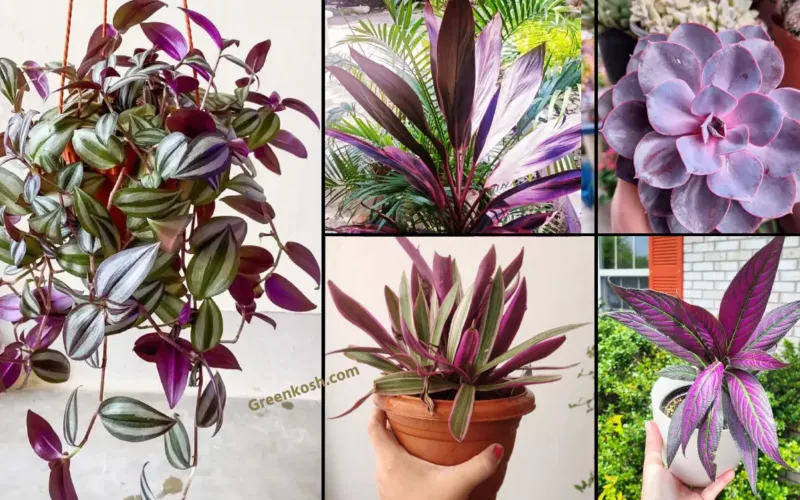 8 Mesmerizing House Plants with Purple Leaves for Stunning Indoor Décor