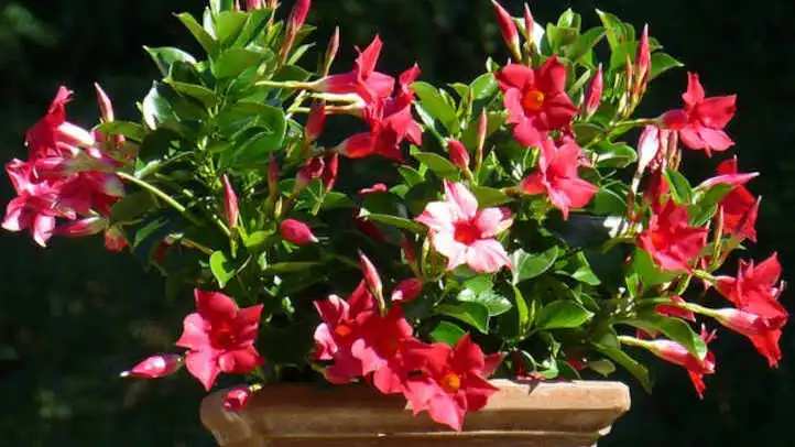 Rio Dipladenia Plant