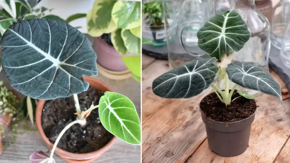 Alocasia Black Velvet