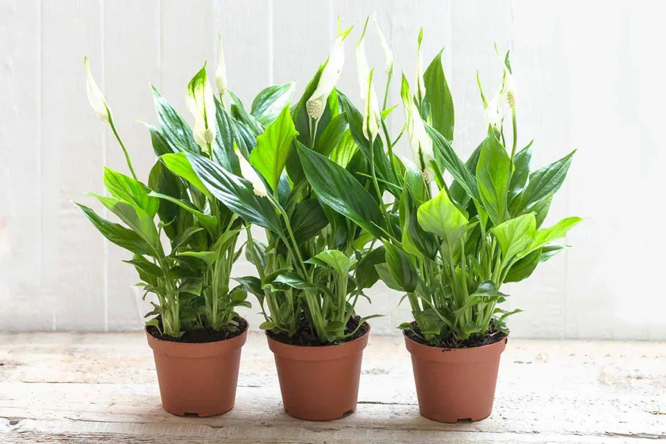 Peace Lily plant