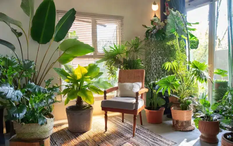 Best Indoor Plants for Low Light: Illuminating Your Space with Green Beauty