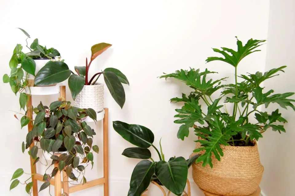 Philodendron Plant