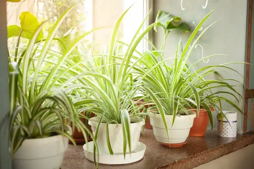 Spider Plant