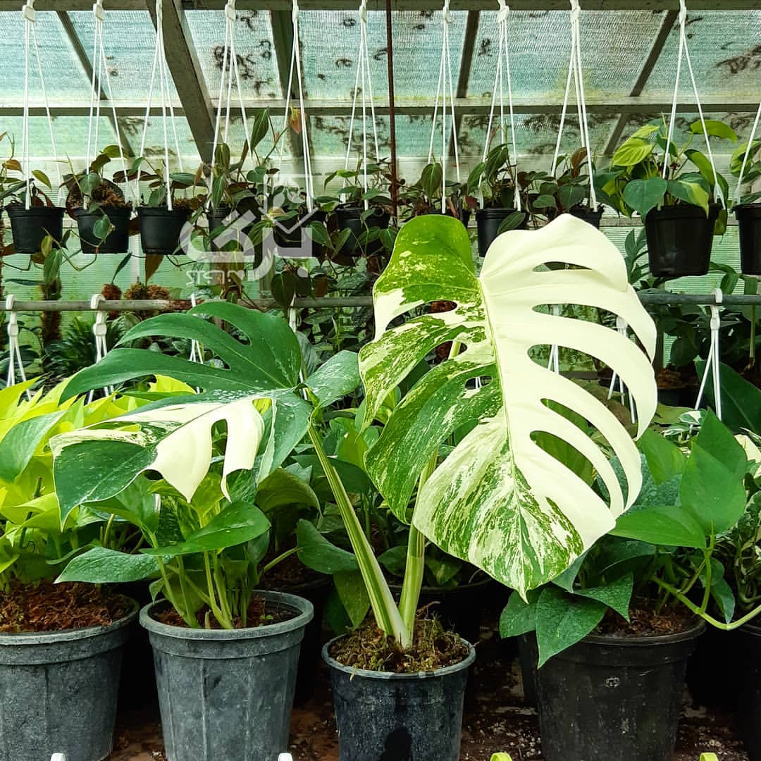 The Enchanting Variegated Monstera Standleyana: A Botanical Wonder