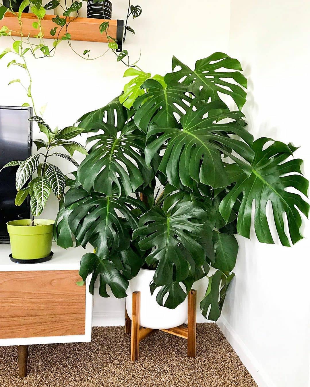 Variegated Monstera - A Closer Look at the New Trending Houseplant ...