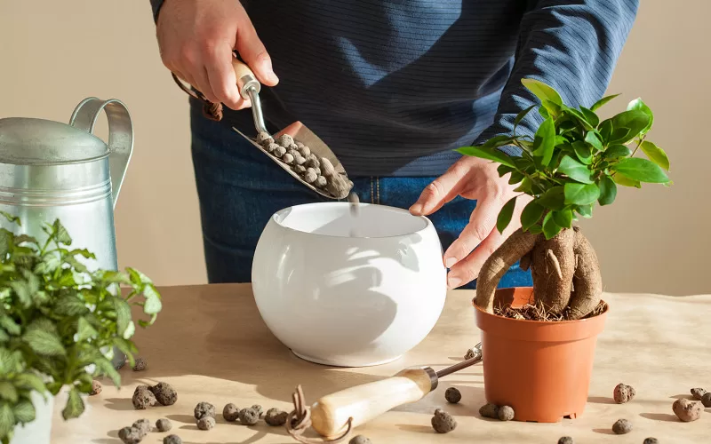 Grow these Indoor Plants Easily with LECA Clay Balls