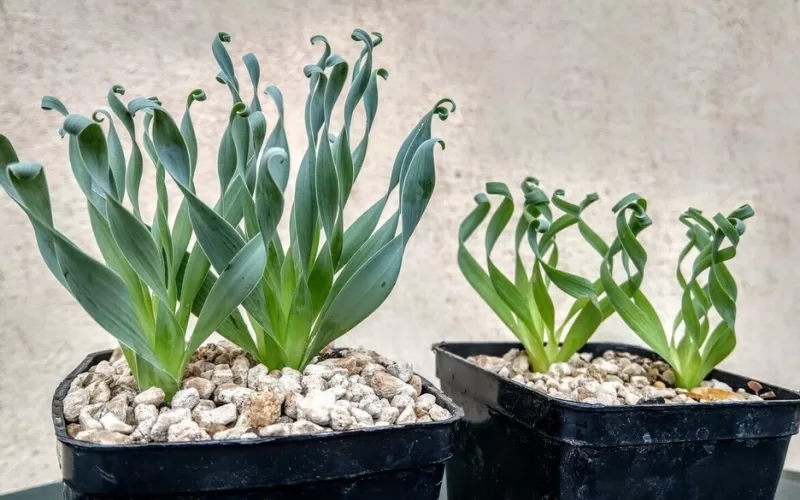 Albuca Concordiana: A Guide to Care, Propagation, and Flowering