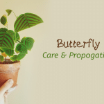 butterfly plant