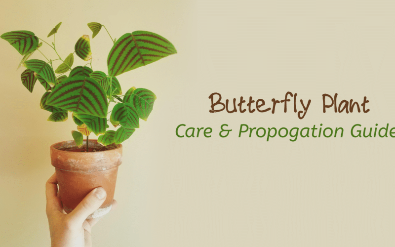 Unlocking the Secrets of Butterfly Plant (Christia Obcordata): Care Guide and Seed Propagation